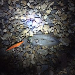 良型のコウイカ